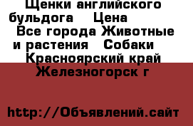 Щенки английского бульдога  › Цена ­ 60 000 - Все города Животные и растения » Собаки   . Красноярский край,Железногорск г.